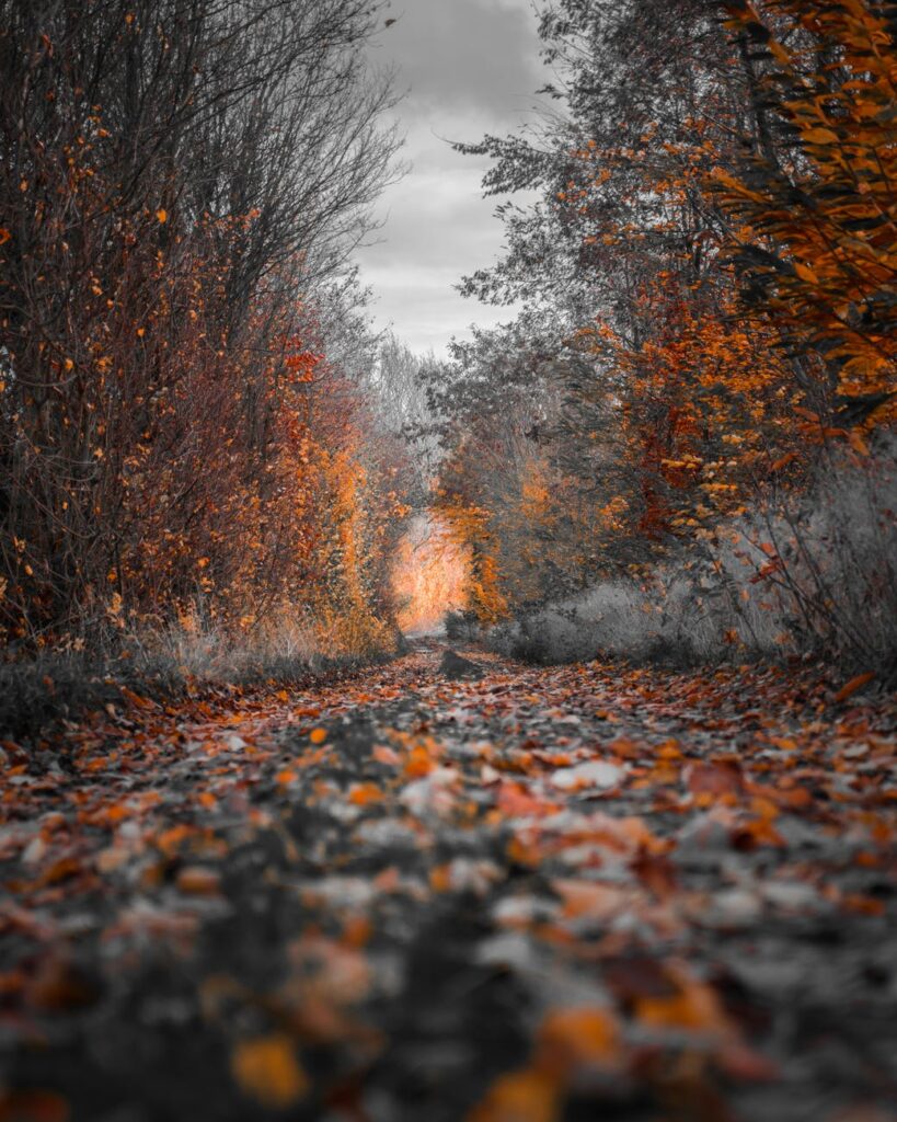 photography of fall trees